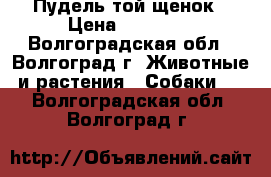 Пудель той щенок › Цена ­ 15 000 - Волгоградская обл., Волгоград г. Животные и растения » Собаки   . Волгоградская обл.,Волгоград г.